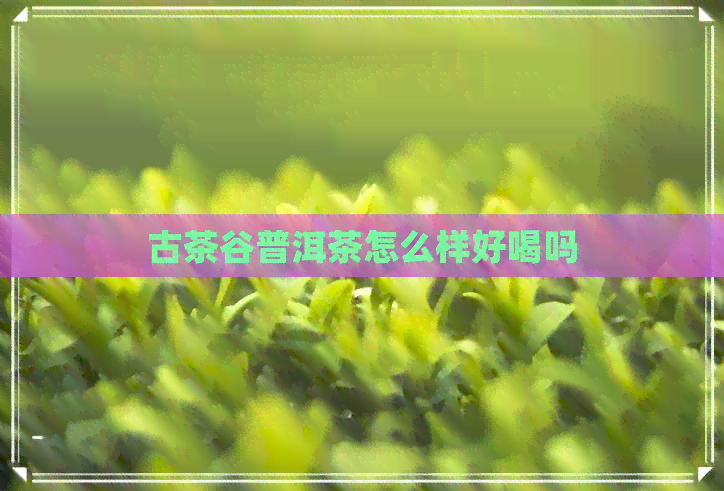 古茶谷普洱茶怎么样好喝吗