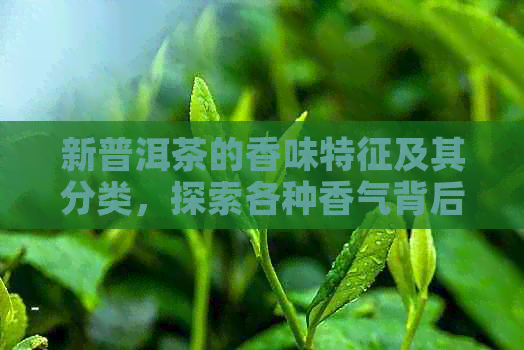 新普洱茶的香味特征及其分类，探索各种香气背后的故事