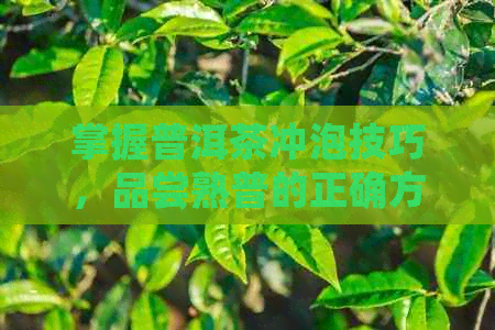 掌握普洱茶冲泡技巧，品尝熟普的正确方法