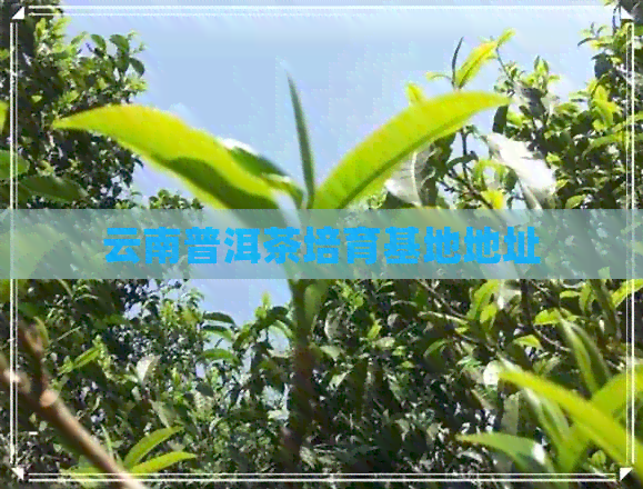 云南普洱茶培育基地地址