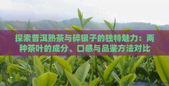 探索普洱熟茶与碎银子的独特魅力：两种茶叶的成分、口感与品鉴方法对比