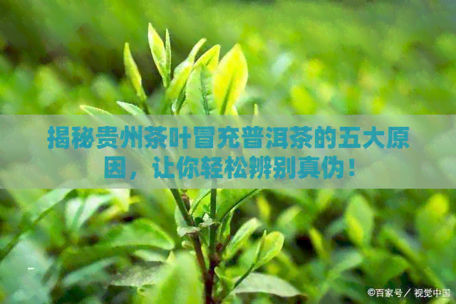 揭秘贵州茶叶冒充普洱茶的五大原因，让你轻松辨别真伪！