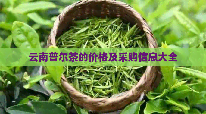 云南普尔茶的价格及采购信息大全