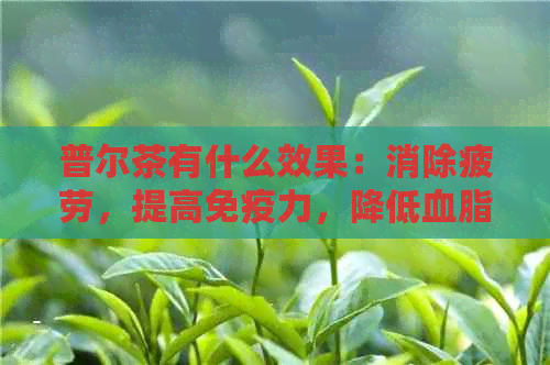 普尔茶有什么效果：消除疲劳，提高免疫力，降低血脂，抗氧化等。