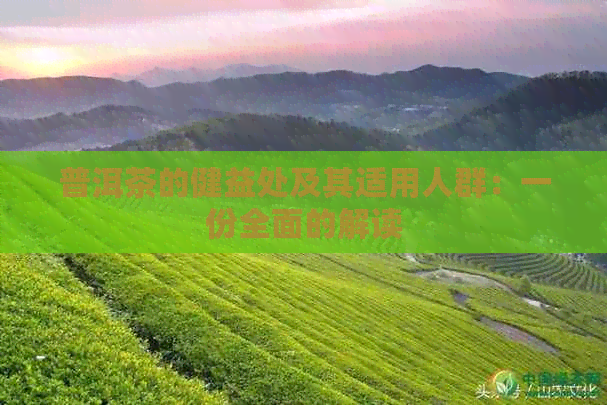 普洱茶的健益处及其适用人群：一份全面的解读