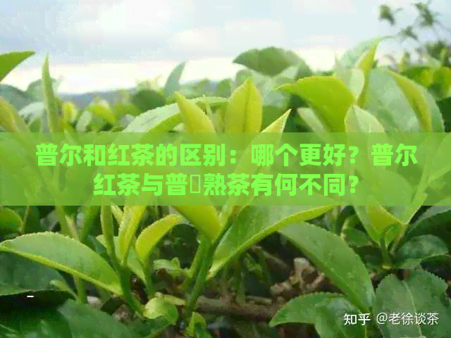 普尔和红茶的区别：哪个更好？普尔红茶与普沵熟茶有何不同？