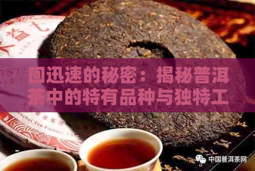 回迅速的秘密：揭秘普洱茶中的特有品种与独特工艺