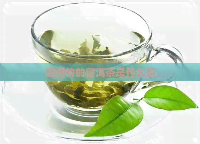 回很快的普洱茶是什么茶