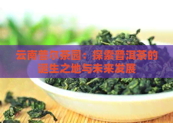 云南普尔茶园：探索普洱茶的诞生之地与未来发展