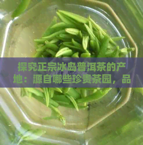 探究正宗冰岛普洱茶的产地：源自哪些珍贵茶园，品尝其独特风味