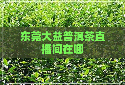 东莞大益普洱茶直播间在哪