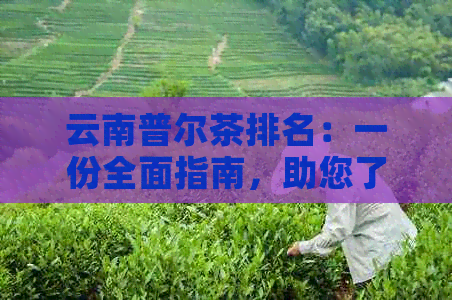 云南普尔茶排名：一份全面指南，助您了解各种普尔茶的品质与口感