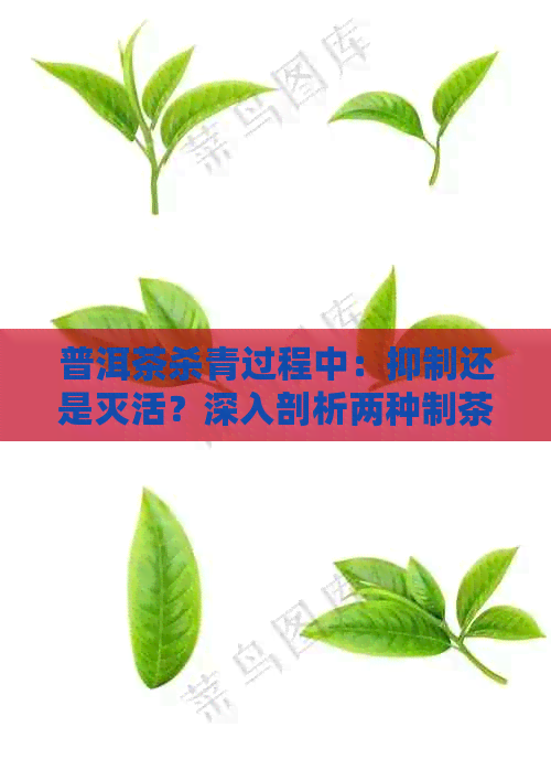 普洱茶杀青过程中：抑制还是灭活？深入剖析两种制茶技术的原理与效果