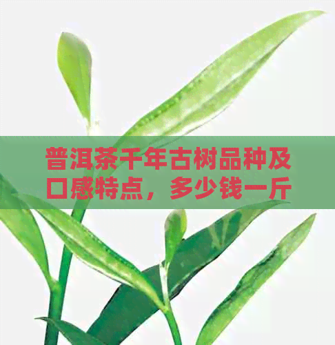 普洱茶千年古树品种及口感特点，多少钱一斤？