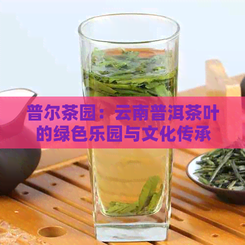 普尔茶园：云南普洱茶叶的绿色乐园与文化传承