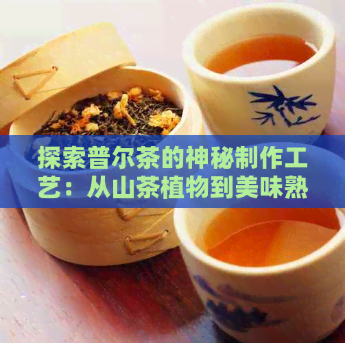 探索普尔茶的神秘制作工艺：从山茶植物到美味熟茶的全过程