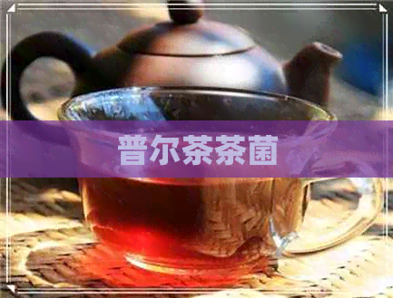 普尔茶茶菌