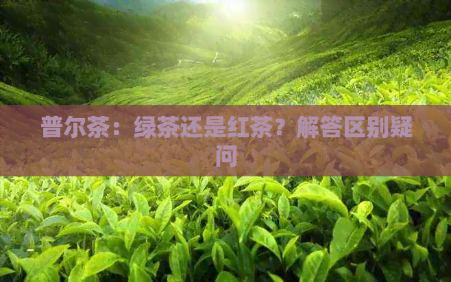 普尔茶：绿茶还是红茶？解答区别疑问