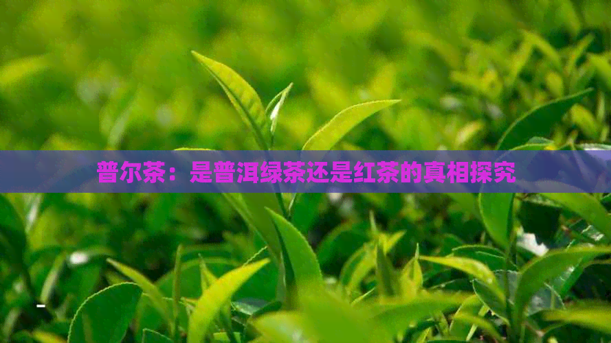 普尔茶：是普洱绿茶还是红茶的真相探究