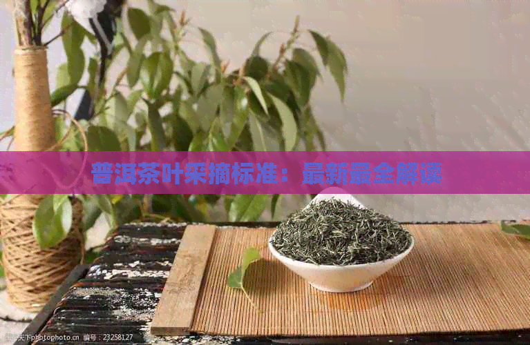 普洱茶叶采摘标准：最新最全解读