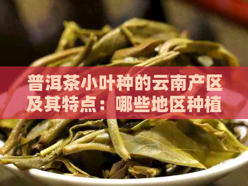 普洱茶小叶种的云南产区及其特点：哪些地区种植了这种茶叶？