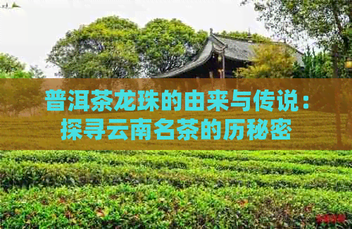 普洱茶龙珠的由来与传说：探寻云南名茶的历秘密