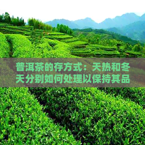 普洱茶的存方式：天热和冬天分别如何处理以保持其品质？