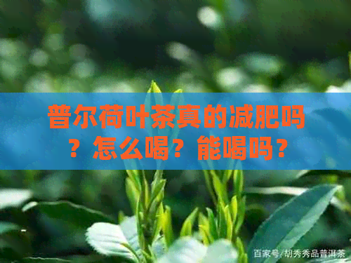 普尔荷叶茶真的减肥吗？怎么喝？能喝吗？