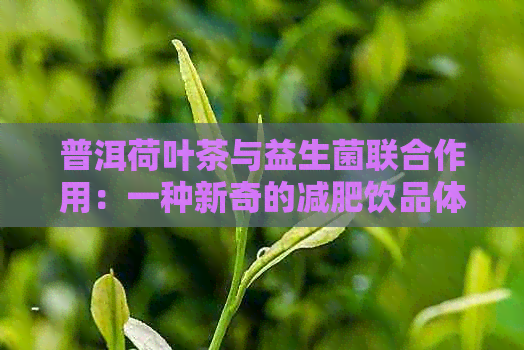 普洱荷叶茶与益生菌联合作用：一种新奇的减肥饮品体验