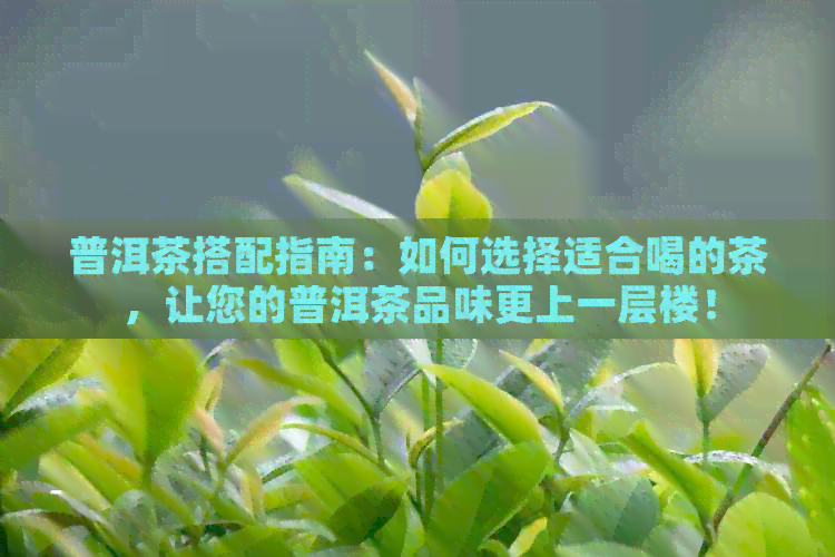 普洱茶搭配指南：如何选择适合喝的茶，让您的普洱茶品味更上一层楼！