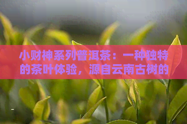 小财神系列普洱茶：一种独特的茶叶体验，源自云南古树的醇厚滋味