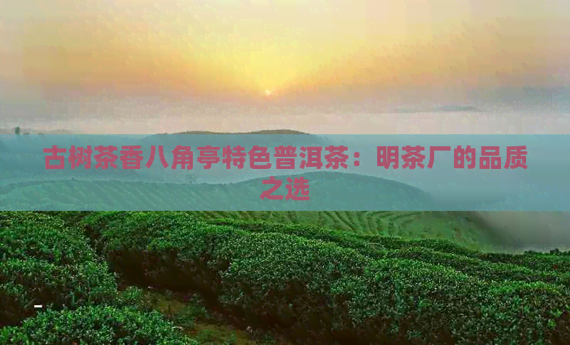 古树茶香八角亭特色普洱茶：明茶厂的品质之选