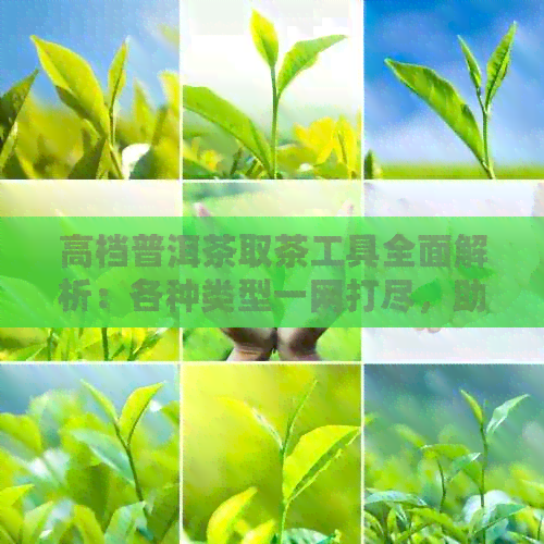 高档普洱茶取茶工具全面解析：各种类型一网打尽，助你轻松品鉴优质茶叶