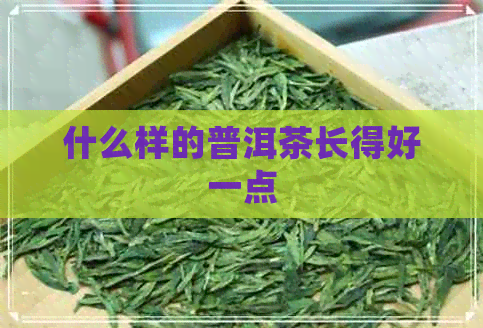 什么样的普洱茶长得好一点