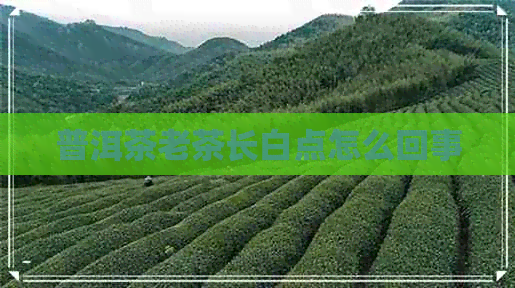 普洱茶老茶长白点怎么回事