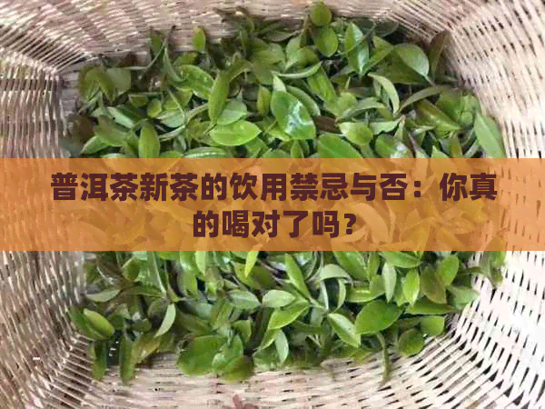 普洱茶新茶的饮用禁忌与否：你真的喝对了吗？