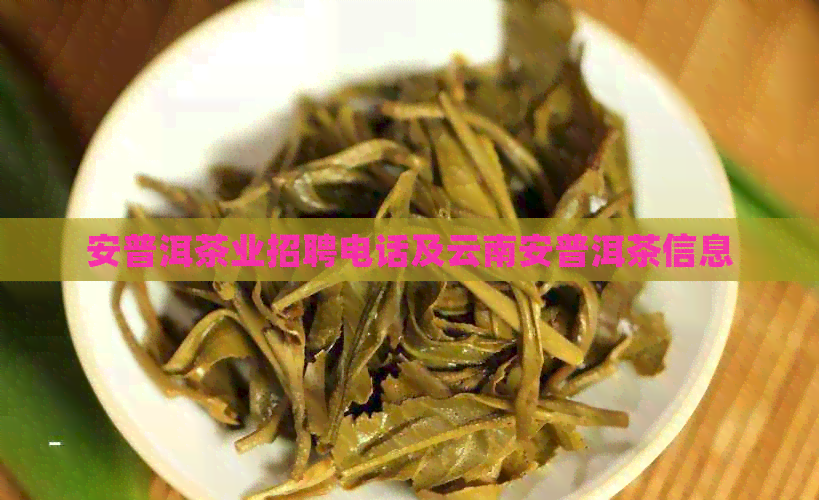 安普洱茶业招聘电话及云南安普洱茶信息