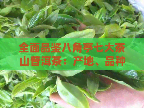 全面品鉴八角亭七大茶山普洱茶：产地、品种与口感的详细解析