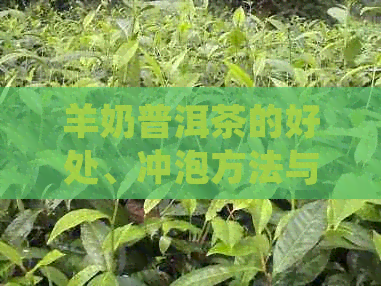 羊奶普洱茶的好处、冲泡方法与口感体验：一篇全面的品茗指南