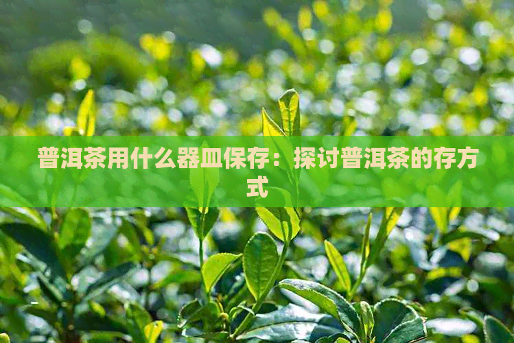 普洱茶用什么器皿保存：探讨普洱茶的存方式