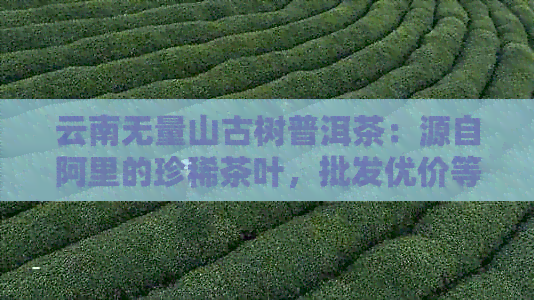 云南无量山古树普洱茶：源自阿里的珍稀茶叶，批发优价等你来抢！