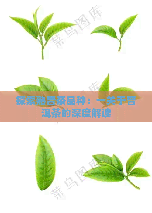 探索熟普茶品种：一关于普洱茶的深度解读