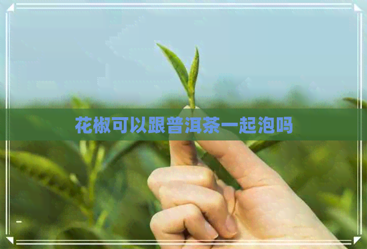 花椒可以跟普洱茶一起泡吗