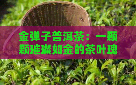 金弹子普洱茶：一颗颗璀璨如金的茶叶瑰宝