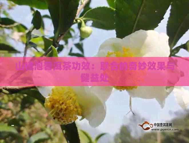 山楂泡普洱茶功效：联合的奇妙效果与健益处