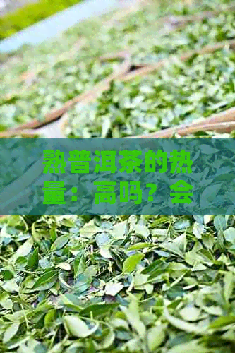 熟普洱茶的热量：高吗？会影响体重吗？