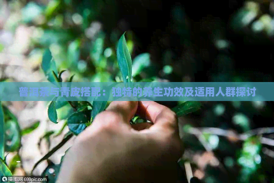 普洱茶与青皮搭配：独特的养生功效及适用人群探讨