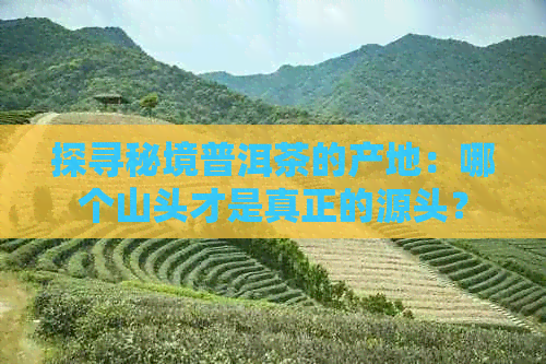 探寻秘境普洱茶的产地：哪个山头才是真正的源头？