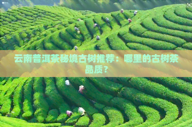 云南普洱茶秘境古树推荐：哪里的古树茶品质？