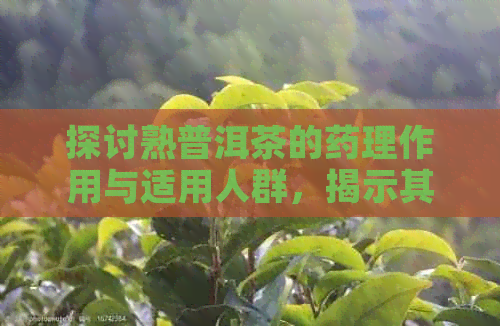 探讨熟普洱茶的药理作用与适用人群，揭示其非发物特性